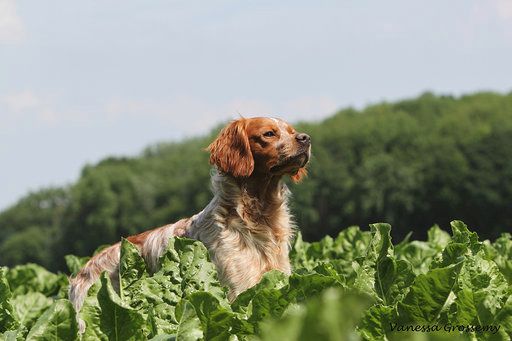 Chiots attendu pour décembre 2020