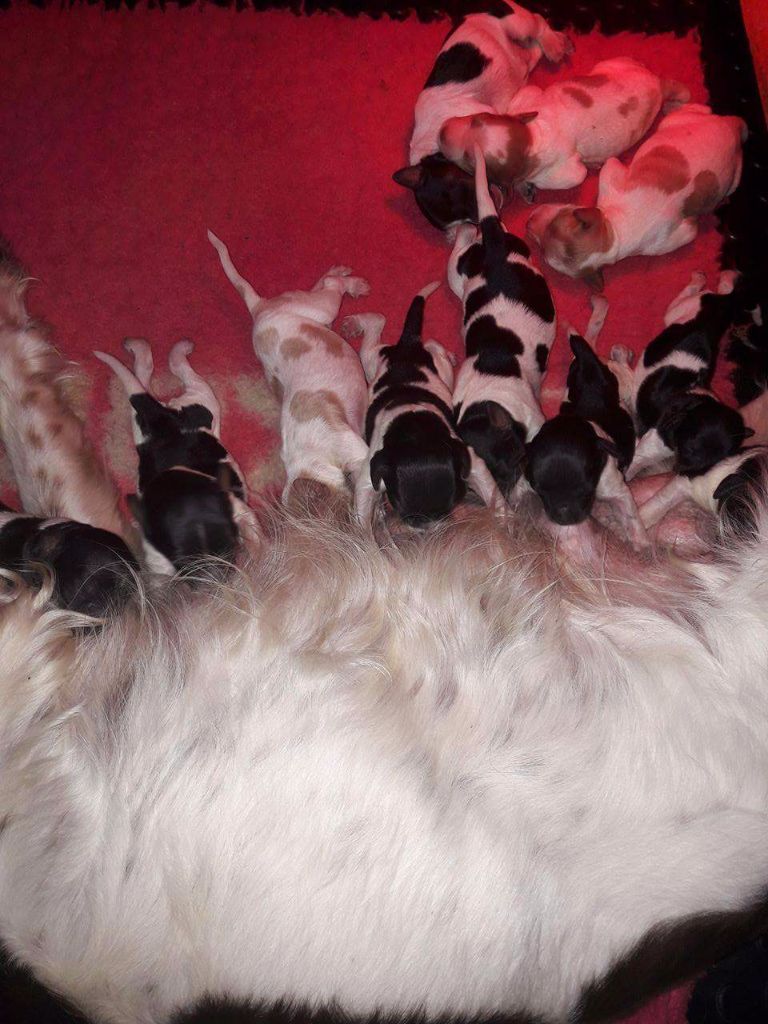 Nos chiens divers