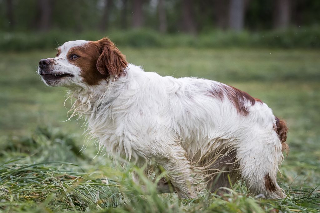 photos Chasse pratique